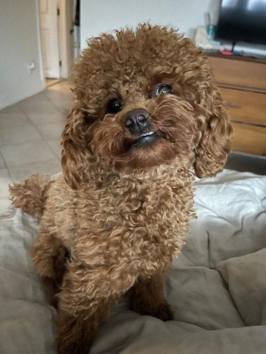 Blossom, lost dog, Golden doodle