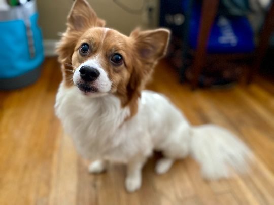 Chico, lost dog, Long hair chihuahua mix