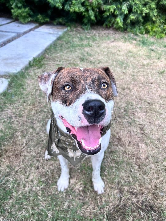 Unc, lost dog, Pit bull