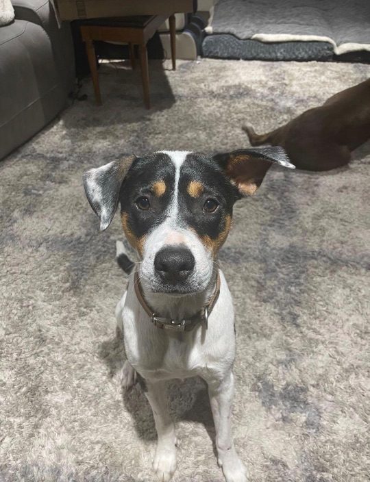 Chick, lost dog, Catahoula
