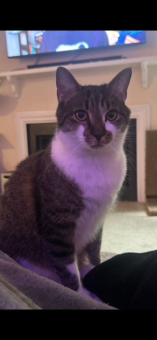 Duke, lost cat, American Shorthair