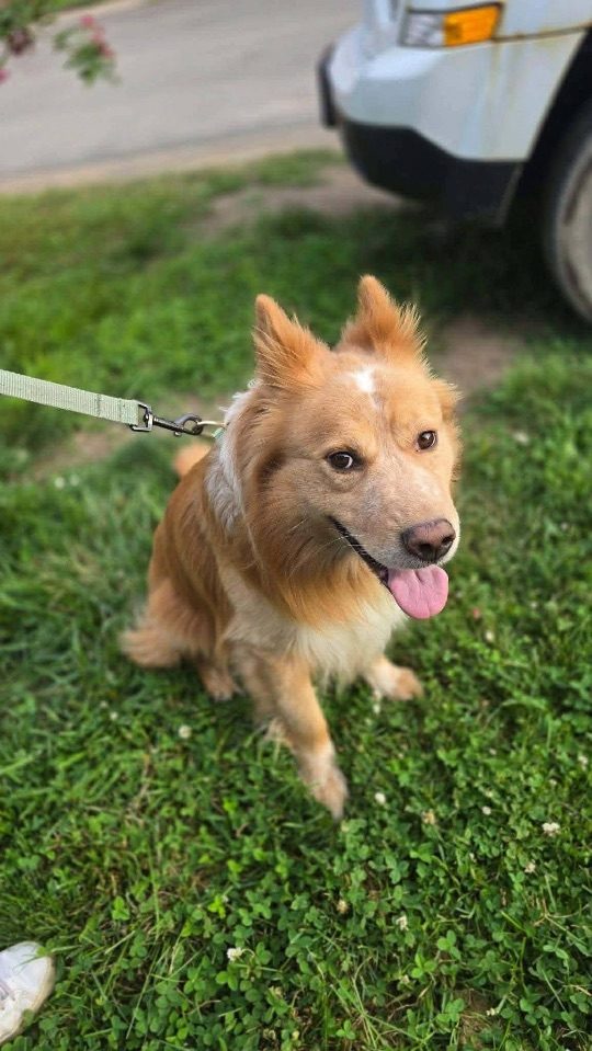 Casper, lost dog, Shepherd/Red Heelr