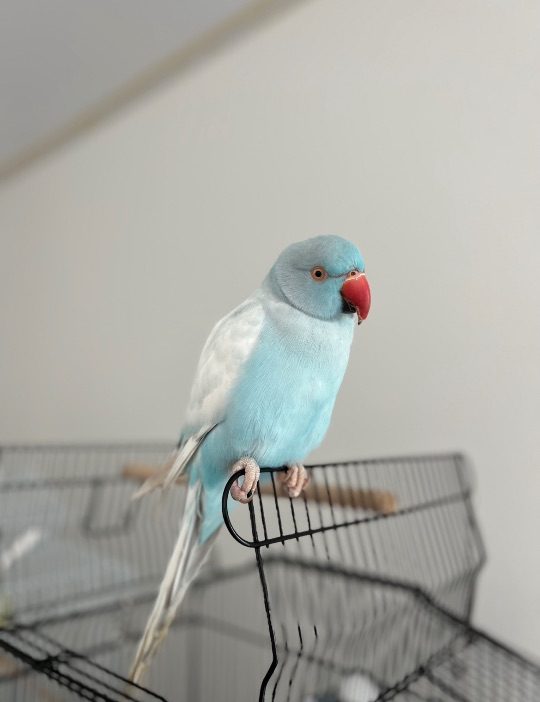 Shona, lost bird, Indian ringed
