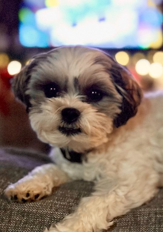 Mavis, lost dog, Bichon / Shih Tzu