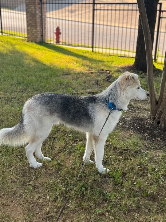Keanu, lost dog, Husky/Australian Shepard