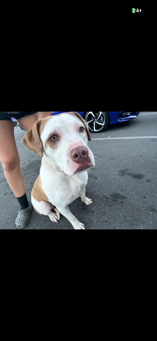 Stormi, lost dog, Pitbull