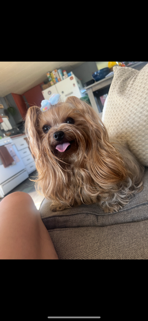 Chikis, lost dog, Yorkie