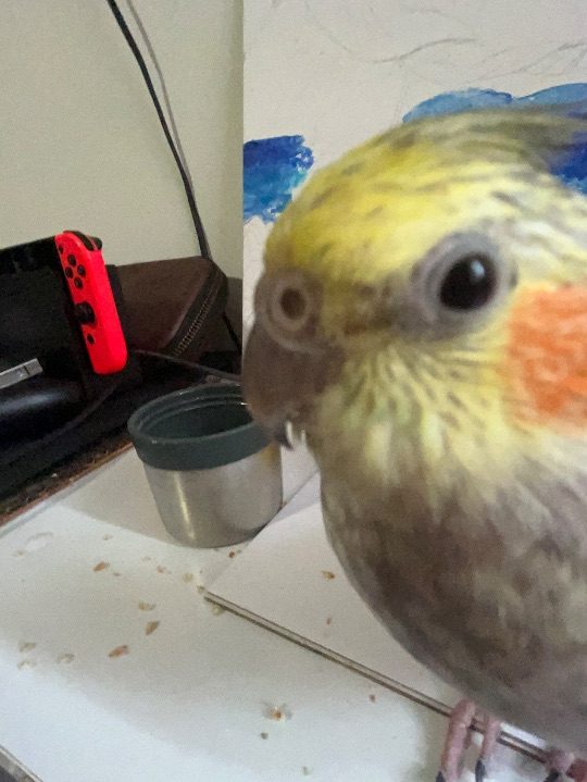Sherlock, lost bird, cockatail
