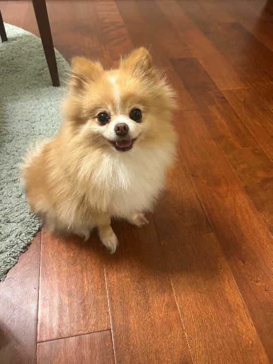 Stella, lost dog, Pomeranian