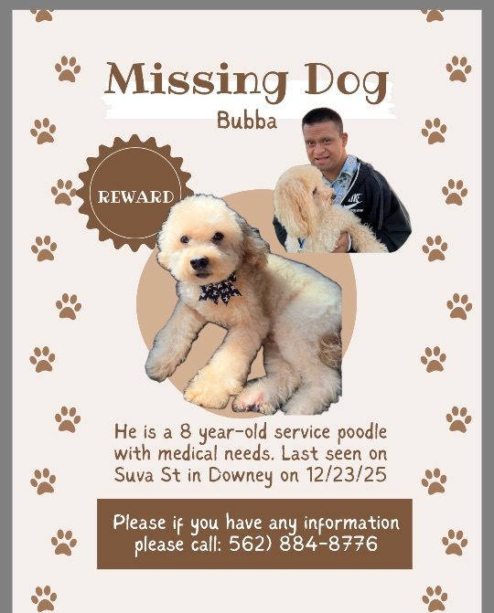 Bubba, lost dog, Poodle