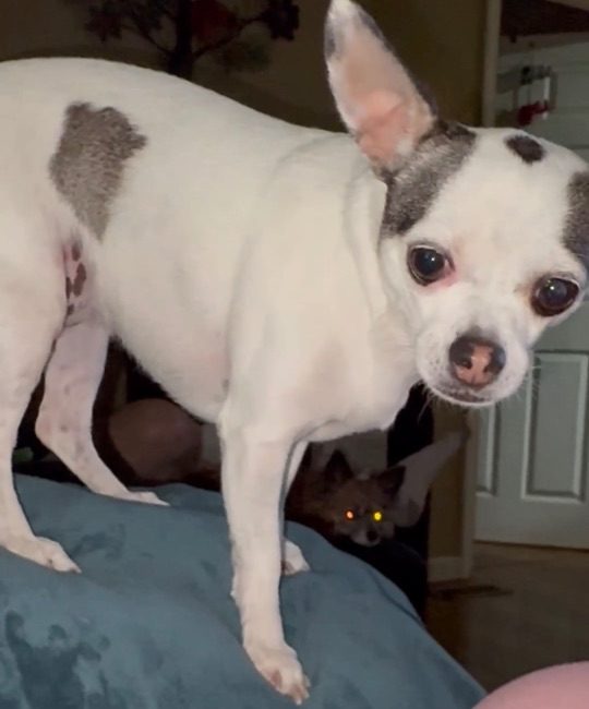 Natty, lost dog, Chihuahua