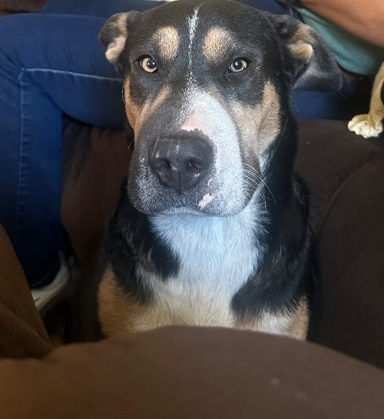 Chiquita, lost dog, Mix