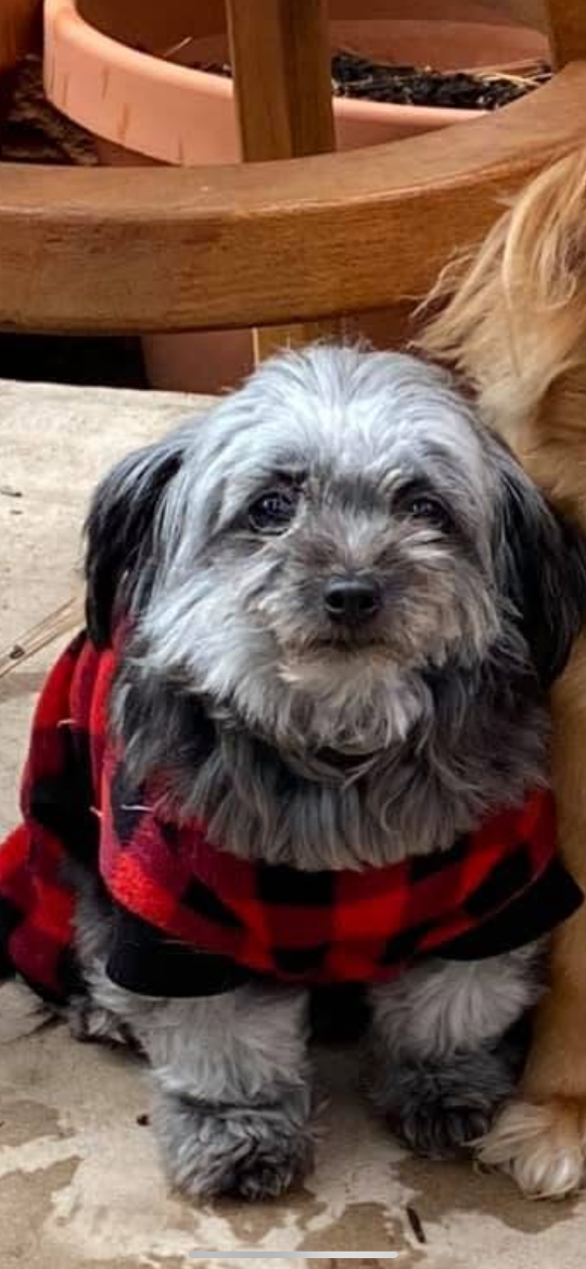 Tootis, lost dog, Poodle