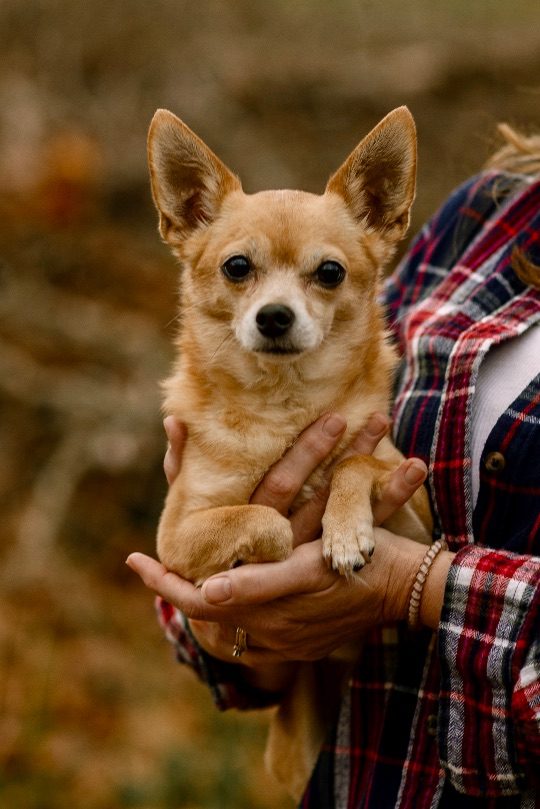 Mia, lost dog, Chihuahua