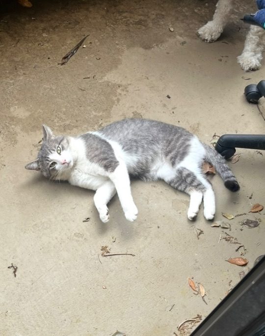 Milo, lost cat, Domestic shorthair