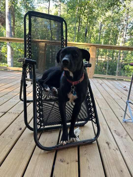 Miss Pickles, lost dog, Lab/Pit mix