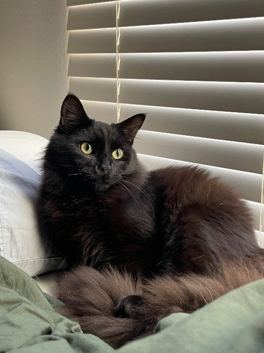 Oori, lost cat, Domestic Longhair