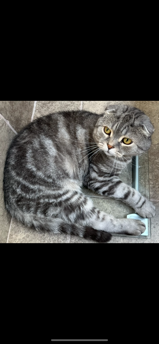 Kobe, lost cat, Scottish fold