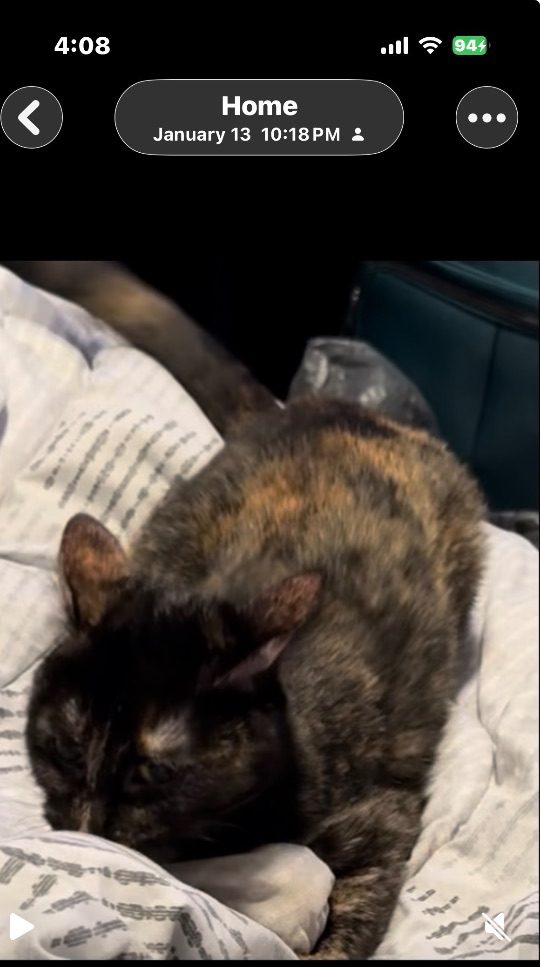 Kitty, lost cat, Mixed