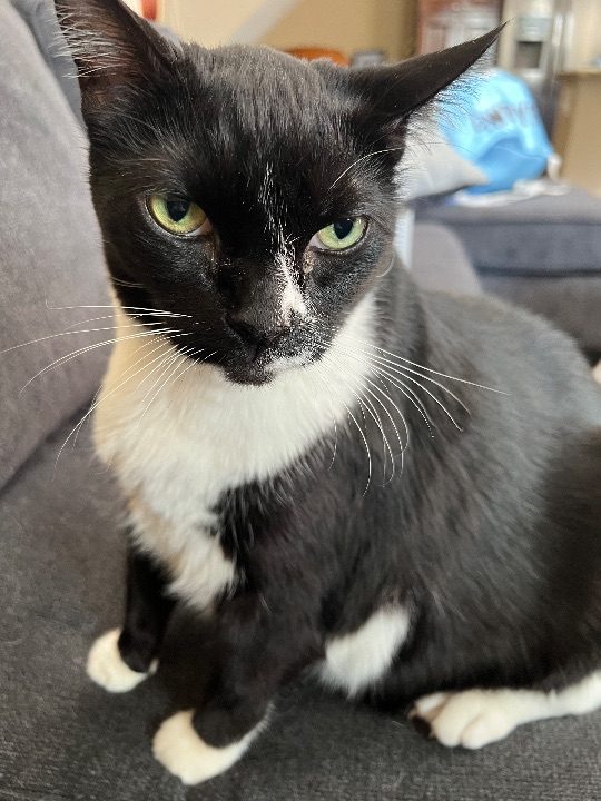 Mowgli, lost cat, Domestic shorthair
