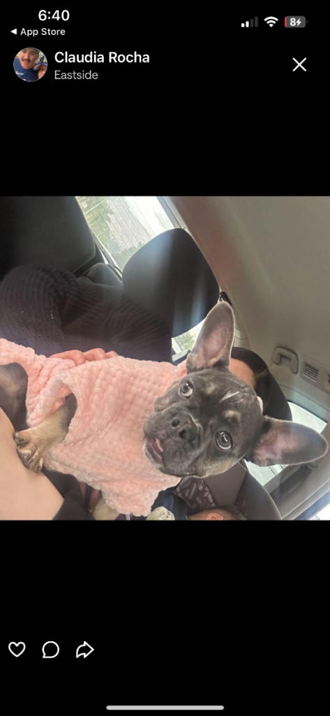 Gabby, lost dog, Frenchie