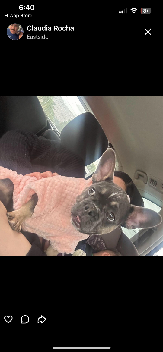Gabby, lost dog, Frenchie