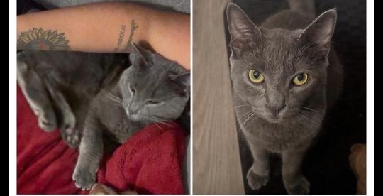 Grayson, lost cat, Short Hair