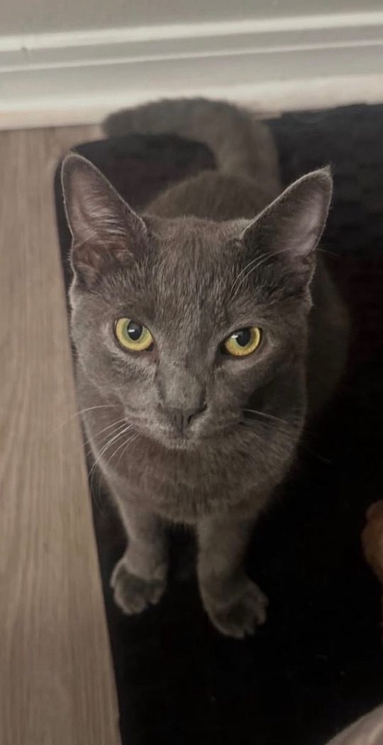 Grayson, lost cat, Short Hair Domestic