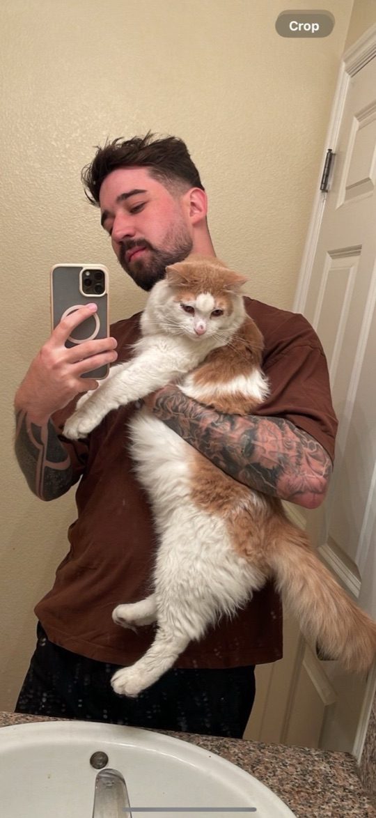 Da Vinci, lost cat, Domestic long hair