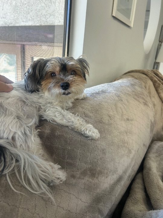 Charlie, lost dog, Yorkie