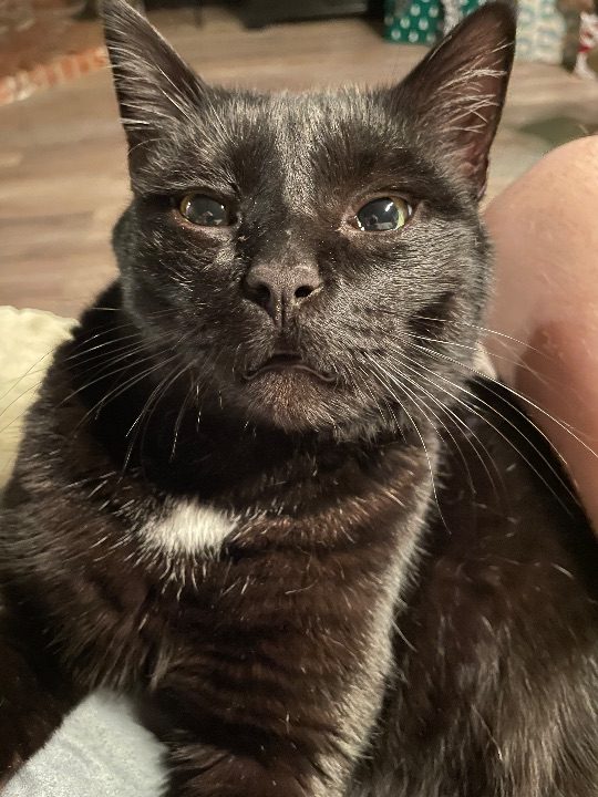 Shadow, lost cat, domestic shorthair
