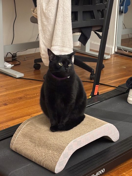 Luna, lost cat, Shorthair