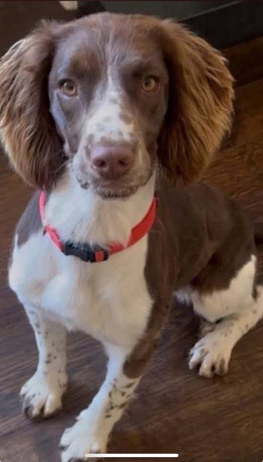 Scotch, lost dog, English Springer Spaniel