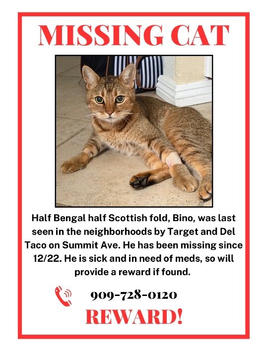 Bino, lost cat, Bangle and Scottish Fold