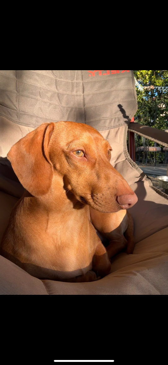 Sancho, lost dog, Dachshund