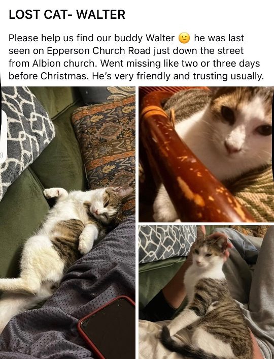 Walter, lost cat, Shorthair