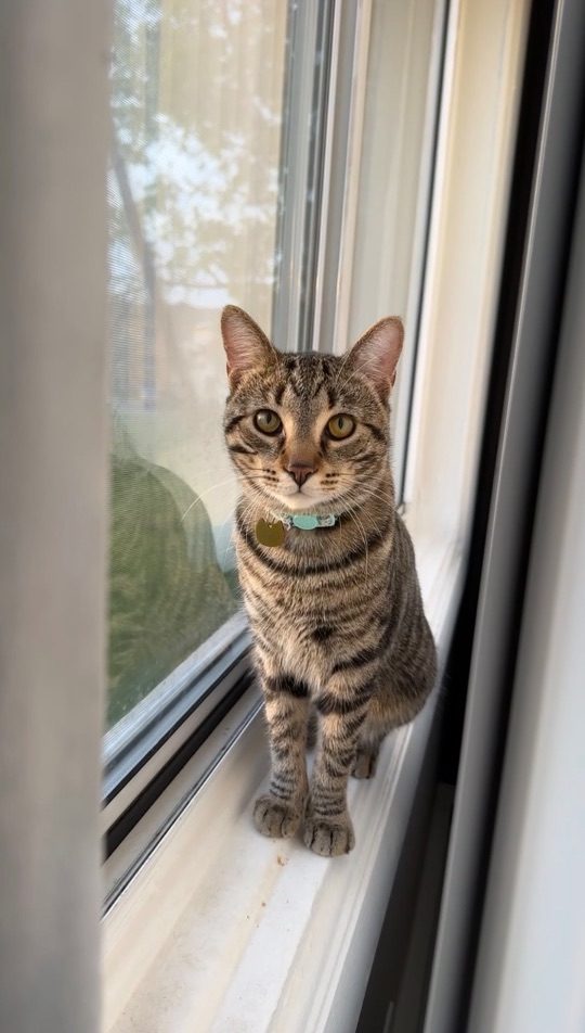 Timothy, lost cat, Domestic Short Hair