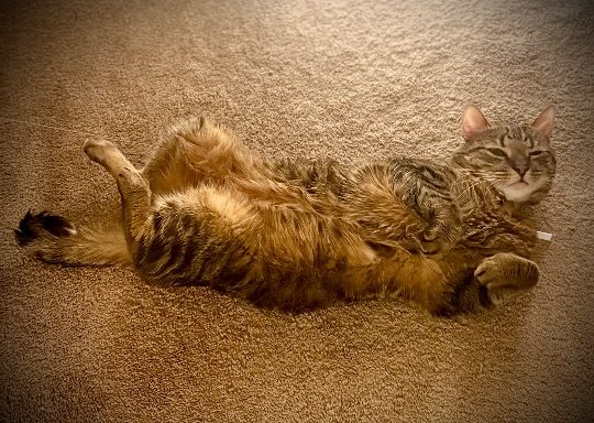 Meeko, lost cat, Tabby shorthair