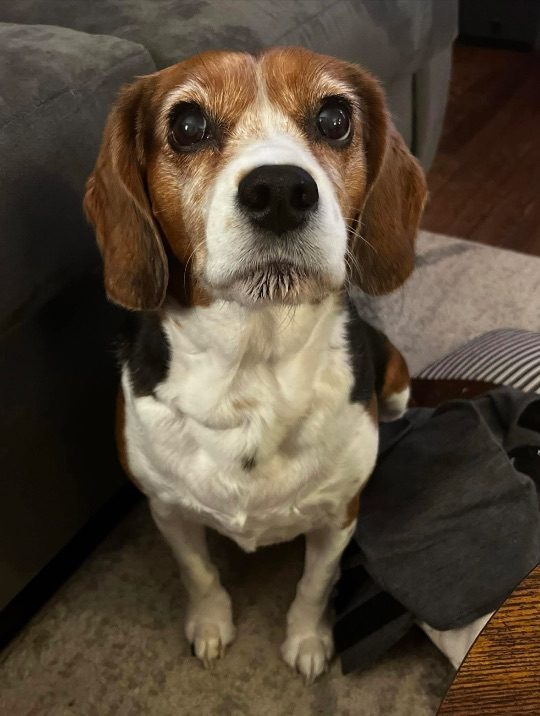 Shiloh, lost dog, Beagle