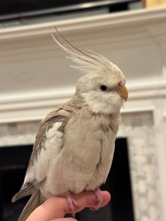 Bingo, lost bird, Cockatiel