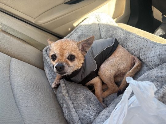 Polo, lost dog, Chihuahua