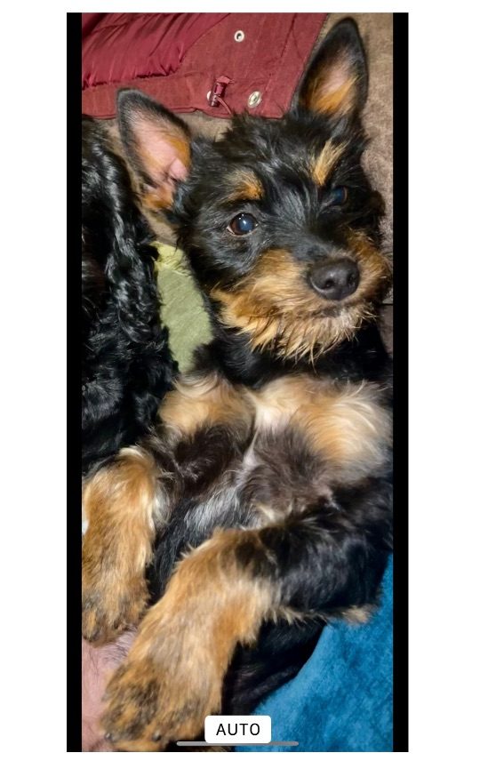Scrappy, lost dog, Chihuahua mix