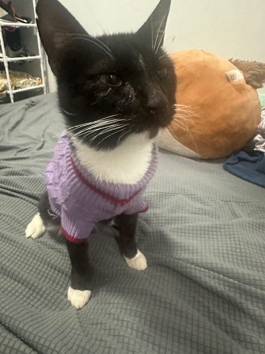 Luna, lost cat, Tuxedo