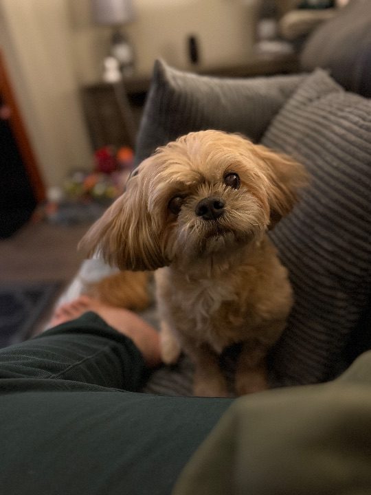 Sunny, lost dog, Shih tzu mix