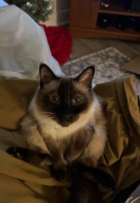 Jeffery, lost cat, Siamese