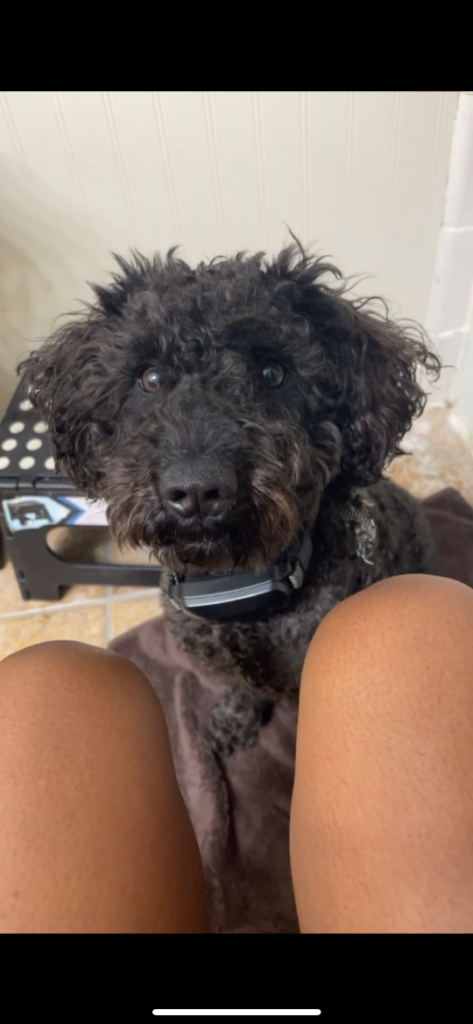 Cartier, lost dog, Schnauzer
