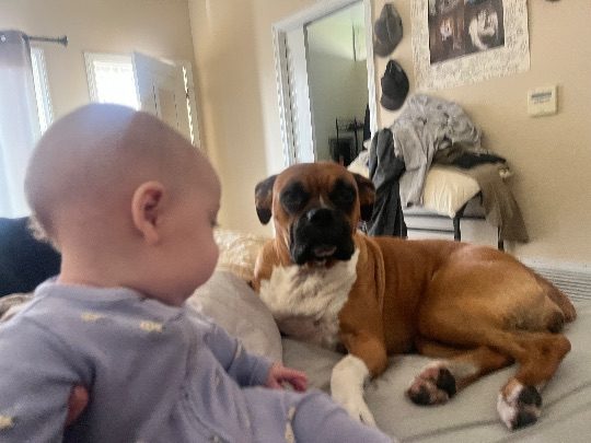 Marley, lost dog, Boxer