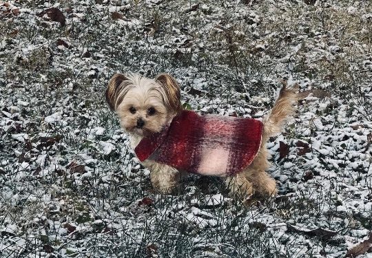 Sadie, lost dog, Yorkie mix