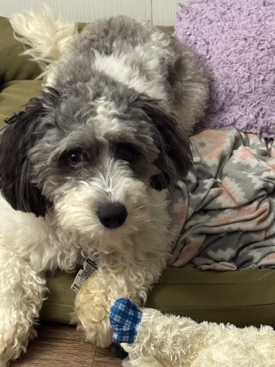 Shiloh, lost dog, Poodle