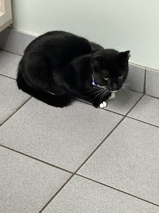 Goblin, lost cat, Domestic Shorthair